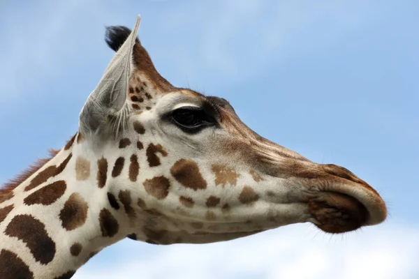 Giraffe Afrikanisches Pflanzenfressendes Säugetier — Stockfoto