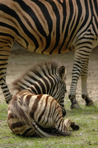 Çizgili Zebra Hayvanı Memeli — Stok fotoğraf