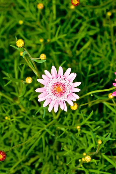 Beautiful Botanical Shot Natural Wallpaper — Stock Photo, Image