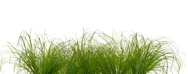 Erba Verde Isolato Sfondo Bianco — Foto Stock