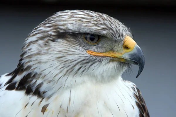 Schilderachtig Uitzicht Prachtige Vogel Natuur — Stockfoto