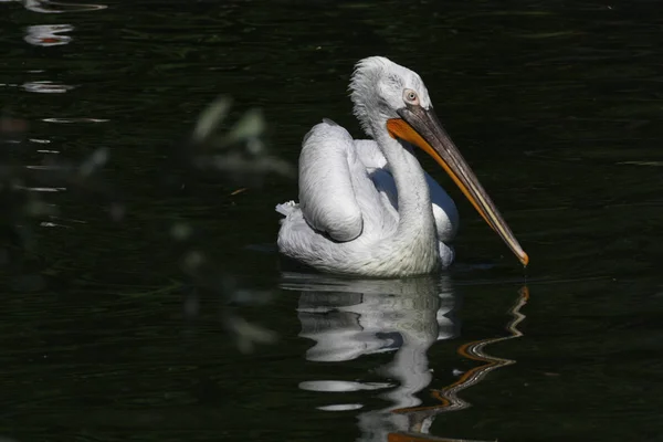 Schwimmvogel Wildniskonzept — Stockfoto