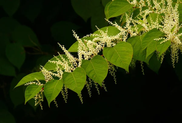 Bunga Musim Semi Tanaman Knotweed — Stok Foto