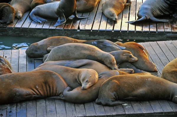 Seelöwe Meerestier — Stockfoto