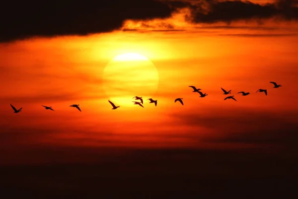 Vue Panoramique Bel Oiseau Nature — Photo