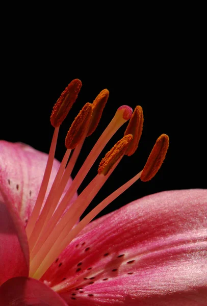 Closeup View Beautiful Lily Flower — Stock Photo, Image