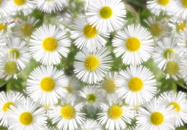 Daisy Full Bloom — Foto de Stock