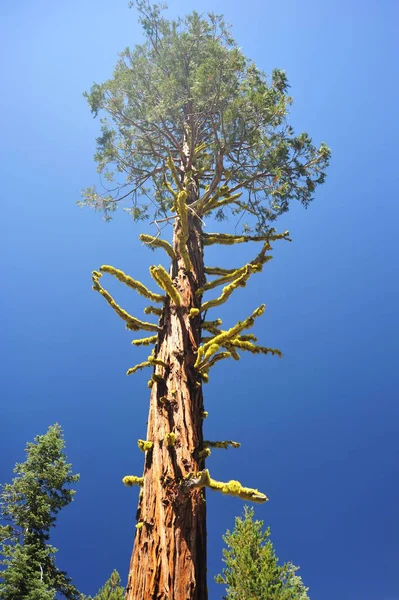 Árvore Gigante Cedro Solitário — Fotografia de Stock