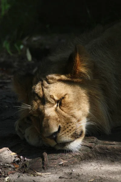 Leone Animale Predatore Predatore Felino — Foto Stock
