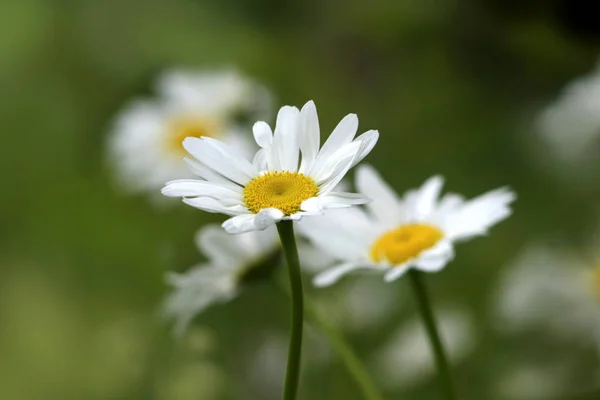 Vista Panoramica Bellissimi Fiori Marguerite — Foto Stock