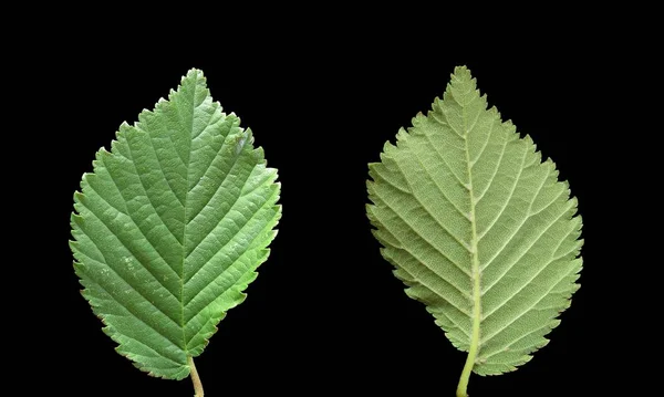 Mooi Botanisch Schot Natuurlijk Behang — Stockfoto