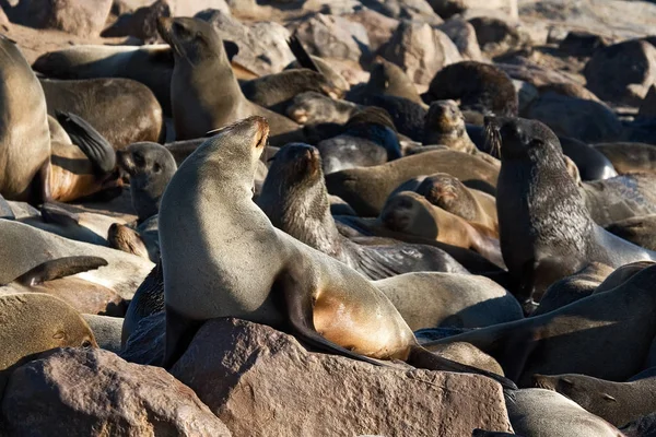 Animales Diferentes Enfoque Selectivo — Foto de Stock