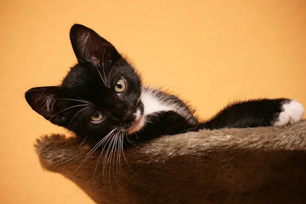 Retrato Gato Bonito — Fotografia de Stock