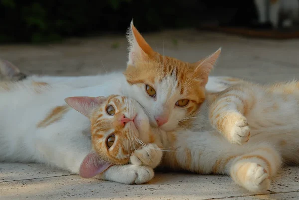 Домашні Коти Вибірковий Фокус — стокове фото