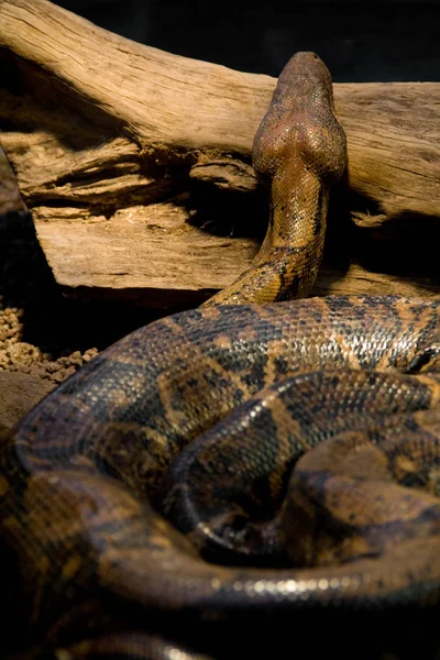 Serpiente Peligrosa Depredador Reptil Piel Serpiente —  Fotos de Stock
