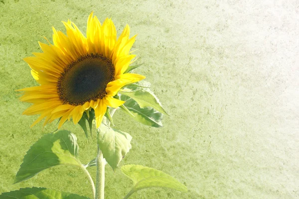 Sunflower Close View — Stock Photo, Image