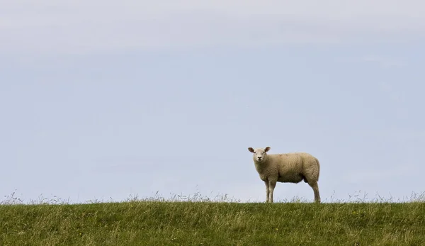 Schapen Lammeren Dieren — Stockfoto