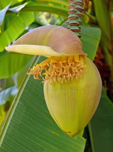 Haste Falsa Oca Planta Banana Consiste Exclusivamente Bainhas Folha Folhas — Fotografia de Stock