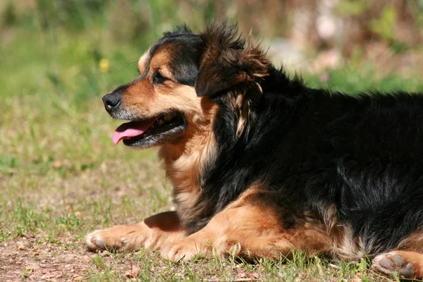 Porträt Eines Süßen Hundes — Stockfoto