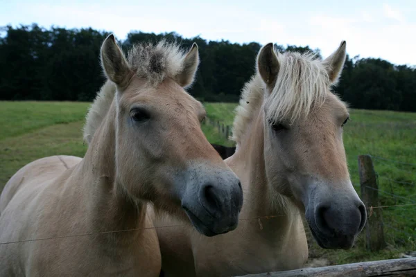 Chevaux Extérieur Jour — Photo