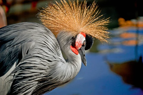 Vista Panorámica Hermoso Pájaro Grúa Corona — Foto de Stock