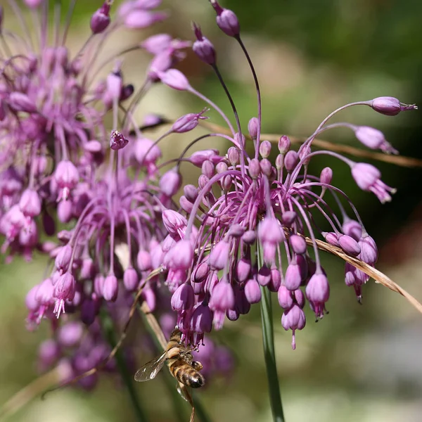 Allium Bloem Botanische Flora — Stockfoto