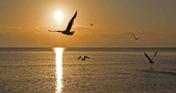 Flygning Soluppgången — Stockfoto