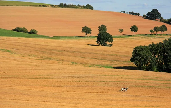 Countryside Field Plants Nature Flora — Stock Photo, Image