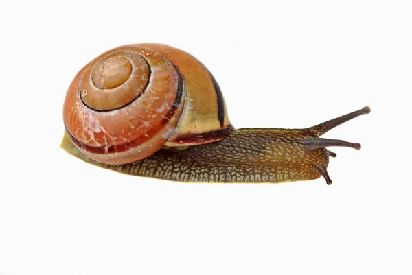 Caracol Molusco Helio Invertebrado — Foto de Stock