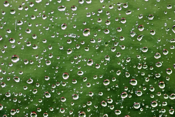 Droppar Regn Det Gröna Gräset — Stockfoto