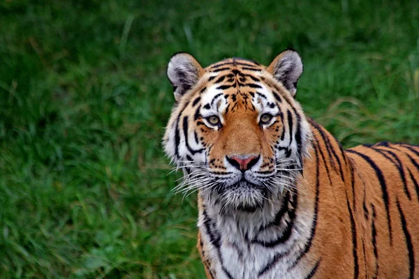Raubkatze Gestreiftes Tigertier — Stockfoto