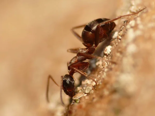 Closeup Bug Wild Nature — Stock Photo, Image