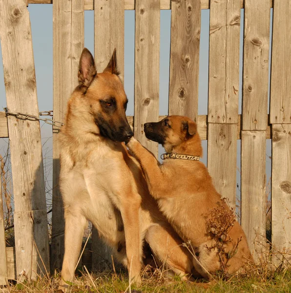 Mother Dog Puppy — Stock Photo, Image