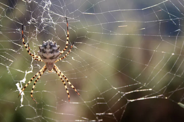 Strašidelné Pavoučí Zvíře Dravec — Stock fotografie