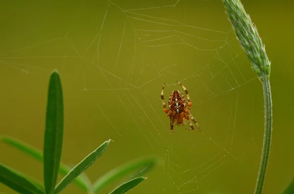 Spinnenspinnenweb Insectenvanger — Stockfoto