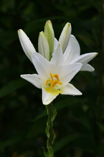 Vue Rapprochée Belle Fleur Lys — Photo