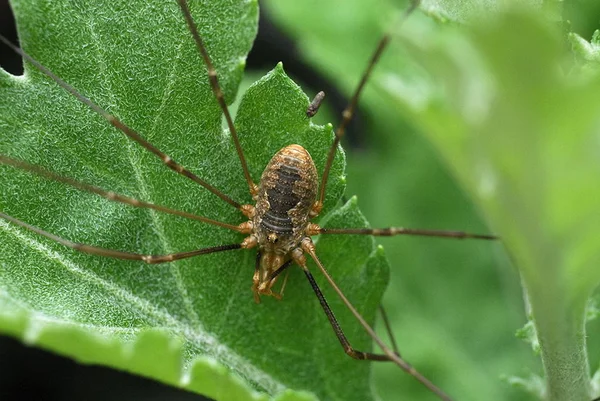 Insecte Araignée Animal Effrayant — Photo