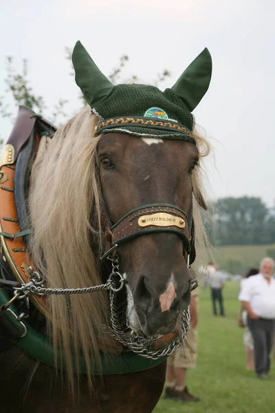 昼間は屋外の馬 — ストック写真