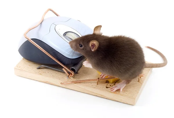 Мышь Мышь Изолированы Белом — стоковое фото