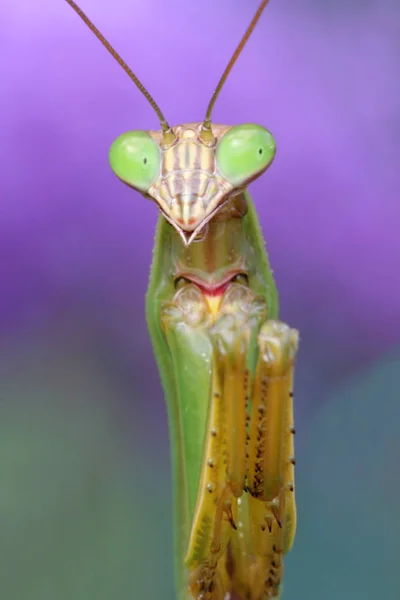 Close Praying Mantis — Stock Photo, Image