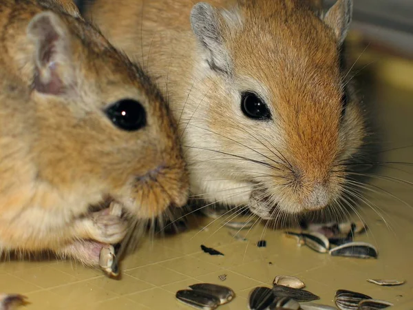 Gerbil Kleine Muis Dier — Stockfoto