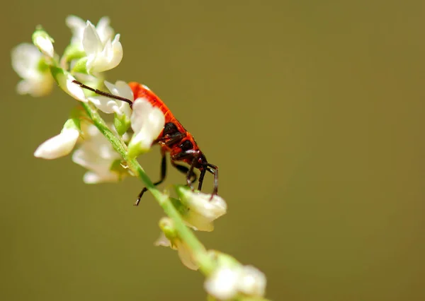 Primer Plano Error Naturaleza Salvaje — Foto de Stock