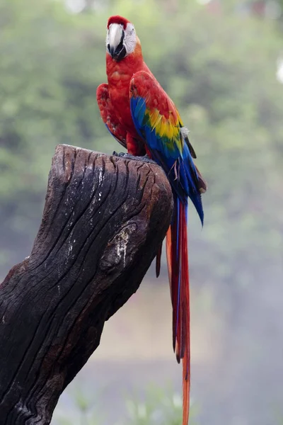 Herrlicher Papagei Tagsüber Freien — Stockfoto