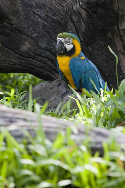 Dicsőséges Papagáj Szabadban Nappal — Stock Fotó