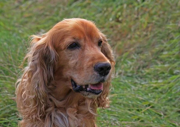 Retrato Cão Bonito — Fotografia de Stock