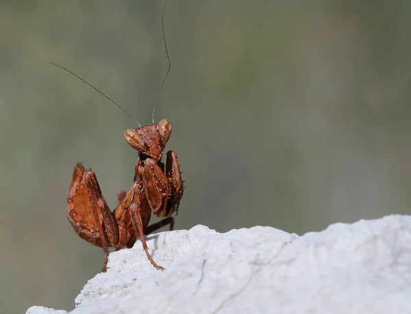 Bidden Mantis Insect Insect — Stockfoto