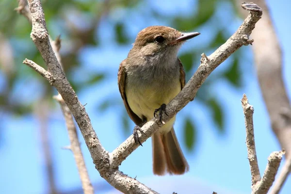 Vue Panoramique Magnifique Oiseau Pinson Mignon — Photo