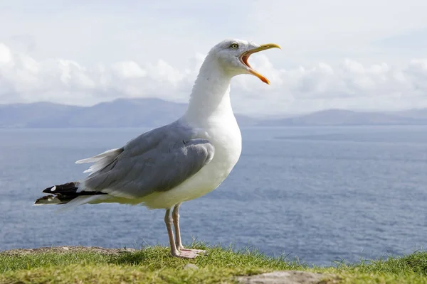 Scenic View Beautiful Cute Gull Bird — Stock Photo, Image