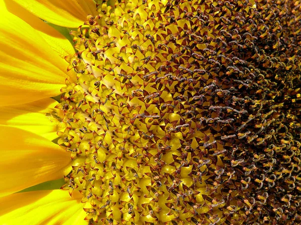 Tournesol Vue Rapprochée — Photo