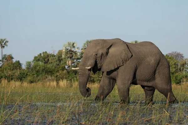 Elefante Delta Okavango Botsuana — Fotografia de Stock